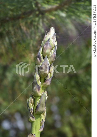 Spanish dagger 117637212