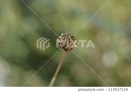 Bristly Yellow Cephalaria 117637229