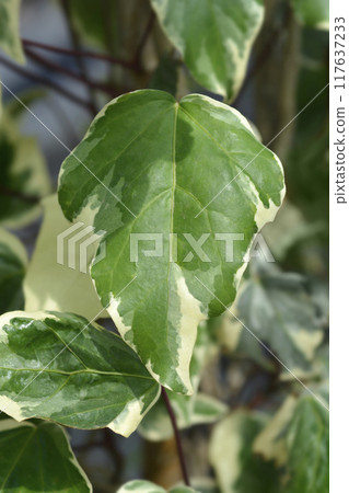 Algerian ivy Glorie de Marengo 117637233