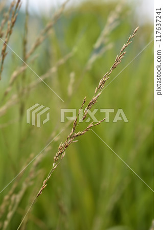 Flying bentgrass Moorhexe Flying bentgrass Moorhexe 117637241