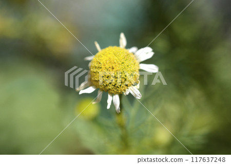 Common chamomile 117637248