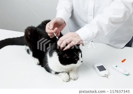 Use of glucometer for cat blood glucose test, insulin syringe. Pets and diabetes concept 117637345