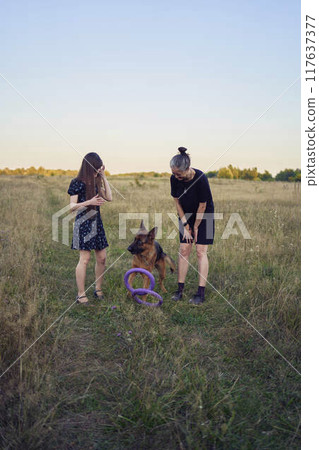 two women play in the field with a german shepherd dog toy at sunset 117637377