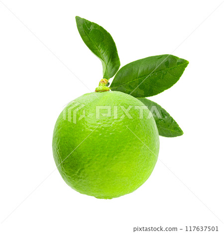 Fresh green lime isolated on white background 117637501