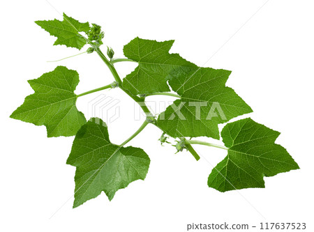Melon leaves isolated on a white background 117637523