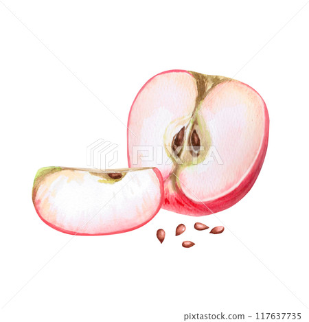 Half and slice of red apple with seeds in isolated watercolor illustration. Composition for organic product design, posters, fabric printing, packaging, autumn harvest illustration 117637735