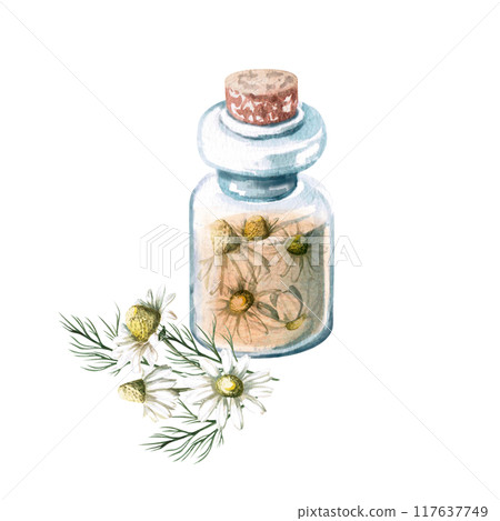 Composition of transparent bottle with liquid and chamomile inside in watercolor. Isolated from background illustration for drugstore design, handmade cosmetics, oils, essences and skincare Composition of transparent bottle with liquid and chamomile inside in watercolor. Isolated from background illustration for drugstore design, handmade cosmetics, oils, essences and skincare 117637749