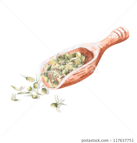 Composition of wooden spatula with dried petals and cores of chamomile in watercolor. Isolated from background illustration for pharmacy design, tea cards, handmade cosmetics 117637751