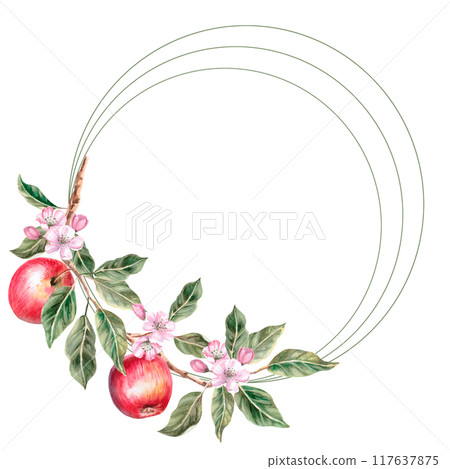 Round frame with apple tree branch and ripe apples on it. Isolated apple illustration for farm organic products design, juice packaging and posters. Fruit harvest 117637875