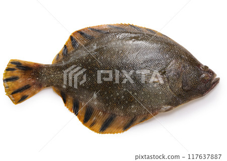 松川比目魚（正面） 117637887