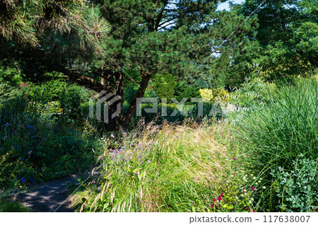 The University botanical garden, the Loki Schmidt Garten in Altona Hamburg, Germany 117638007