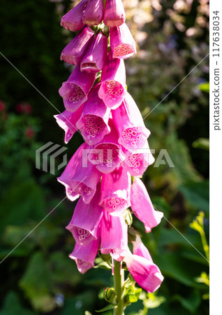 Digitalis purpurea or foxglove flower, close up in Hamburg, Germany 117638034
