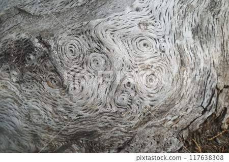 An old tree with spirals on the root and bark. Relict pine An old tree with spirals on the root and bark. Relict pine 117638308