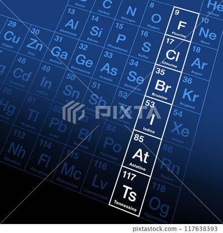 The halogens, a group of chemically related elements in the periodic table. Fluorine, chlorine, bromine, iodine, and the radioactive elements astatine and tennessine, also known as group 17. Vector 117638393