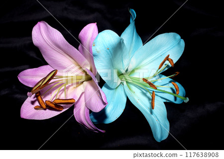 Close Up of Colourful Lily Flower of Lillies with Pollen and Petal 117638908