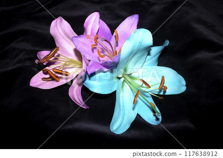 Close Up of Colourful Lily Flower of Lillies with Pollen and Petal Close Up of Colourful Lily Flower of Lillies with Pollen and Petal 117638912