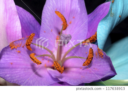Close Up of Colourful Lily Flower of Lillies with Pollen and Petal Close Up of Colourful Lily Flower of Lillies with Pollen and Petal 117638913