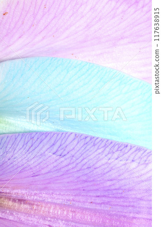 Close Up of Colourful Lily Flower of Lillies with Pollen and Petal 117638915