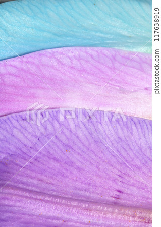 Close Up of Colourful Lily Flower of Lillies with Pollen and Petal 117638919