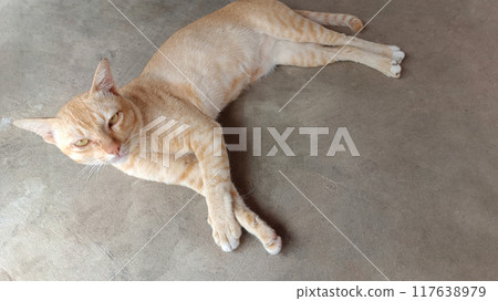 beautiful orange and brown cats on sleep on cement floor background, animal, cute, beautiful, copy space 117638979