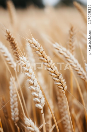 Golden wheat stalks swaying gently in the warm sunlight during late summer 117639333
