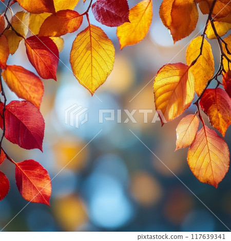 Vibrant autumn leaves in warm tones against a blurred background 117639341