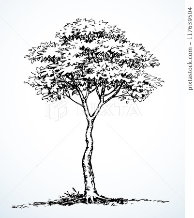 Vector drawing. Big tall tree Vector drawing. Big tall tree 117639504