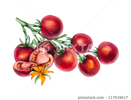Watercolor cherry tomato Watercolor cherry tomato 117639617