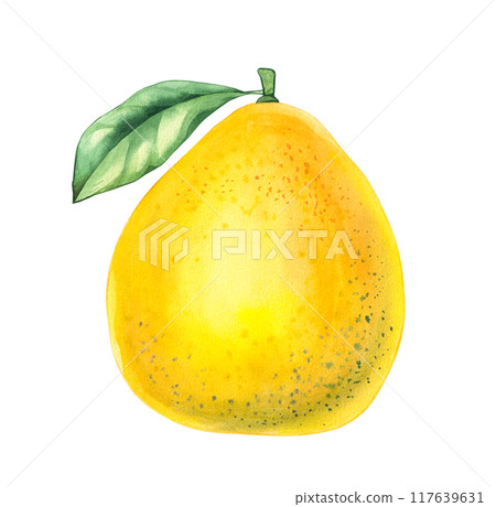 Watercolor Pomelo on white background Watercolor Pomelo on white background 117639631