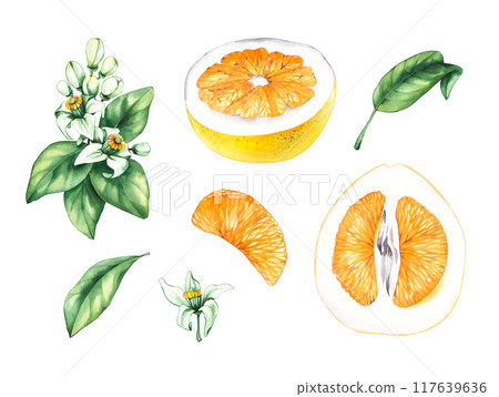 Watercolor Pomelo on white background Watercolor Pomelo on white background 117639636
