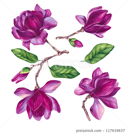 Watercolor Red pink magnolia set Watercolor Red pink magnolia set 117639637