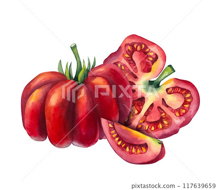 Watercolor tomato group Hand drawn isolated 117639659