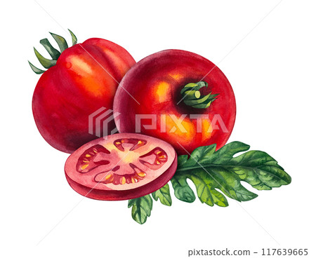 Watercolor tomato group Hand drawn isolated Watercolor tomato group Hand drawn isolated 117639665