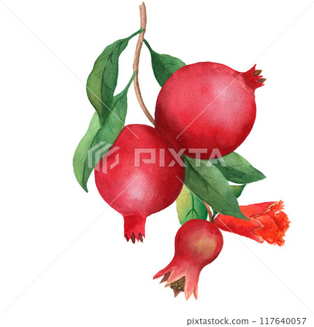 Pomegranate branch with flower, two fruits and small fruit. Watercolor illustration isolated on white background. For menu, card, sticker, wrapping 117640057