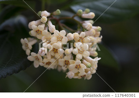 Viburnum suspensum clusters of small white flowers on a branch, selective focus. Spring flower background 117640301