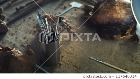 Close up of professional laboratory instruments and skull of prehistoric man 117640314