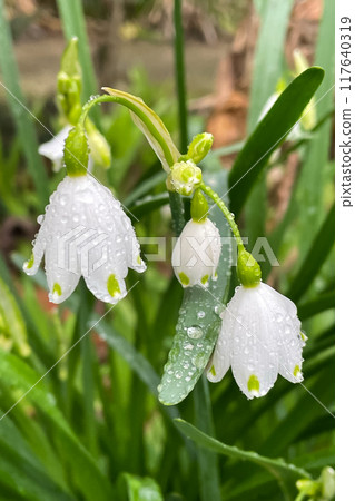 Leucojum vernum - early spring snowflake flowers in the forest. Blurred background, spring concept. Leucojum vernum - early spring snowflake flowers in the forest. Blurred background, spring concept. 117640319