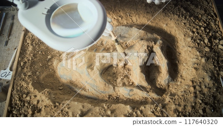 Archaeologist cleans ancient fossil remains of dinosaur skeleton Archaeologist cleans ancient fossil remains of dinosaur skeleton 117640320