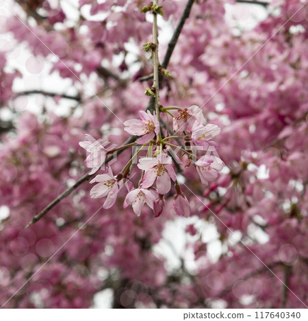 Close-up shot of pink Sakura flowers on a branch. Close-up shot of pink Sakura flowers on a branch. 117640340