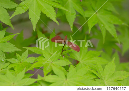 Close up blooming maple in spring Seiryu Japanese Maple - Latin name - Acer palmatum Seiryu, natural green leafy background copispace Close up blooming maple in spring Seiryu Japanese Maple - Latin name - Acer palmatum Seiryu, natural green leafy background copispace 117640357