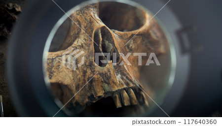 Close up of archaeologist cleaning skull of ancient prehistoric human with brush 117640360