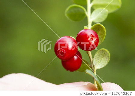 Lingonberry branch with red berries in hand. Lingonberry branch with red berries in hand. 117640367
