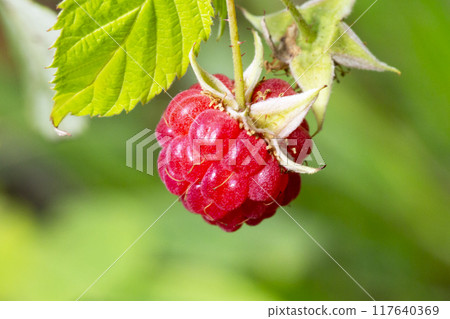 Close up juicy fresh raspberries growing on stems Close up juicy fresh raspberries growing on stems 117640369