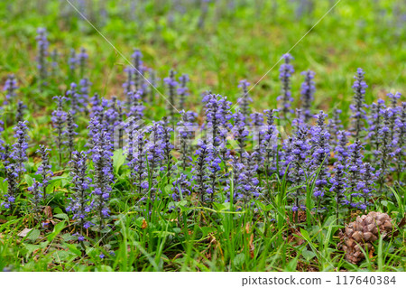 close up shot of blue flowers of Ajuga reptans Atropurpurea in spring 117640384