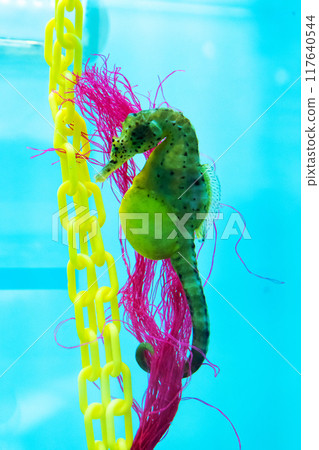 A pregnant sea spotted seahorse in an artificial oceanarium. 117640544