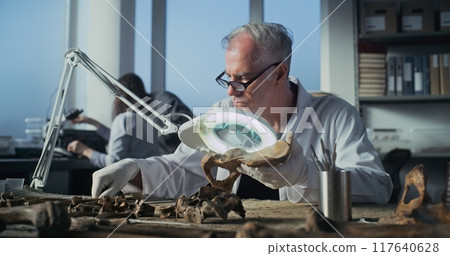 Senior archaeologist works with fossil remains in archaeological lab 117640628