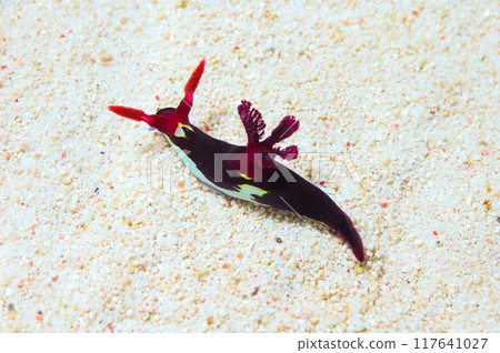 Purple Mouth Nudibranch, Nembrotha spp 117641027
