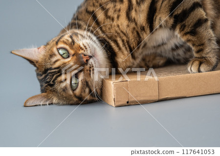 The cat rubs against the cardboard. The cat loves its cardboard toy. 117641053