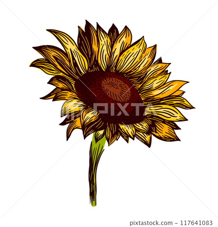 Sunflower flower graphic object. hand drawing. Not AI, Vector illustration Sunflower flower graphic object. hand drawing. Not AI, Vector illustration 117641083