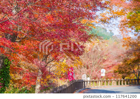 Autumn leaves at Mizusawa Momiji Valley (Yokkaichi City, Mie Prefecture) Autumn leaves at Mizusawa Momiji Valley (Yokkaichi City, Mie Prefecture) 117641200